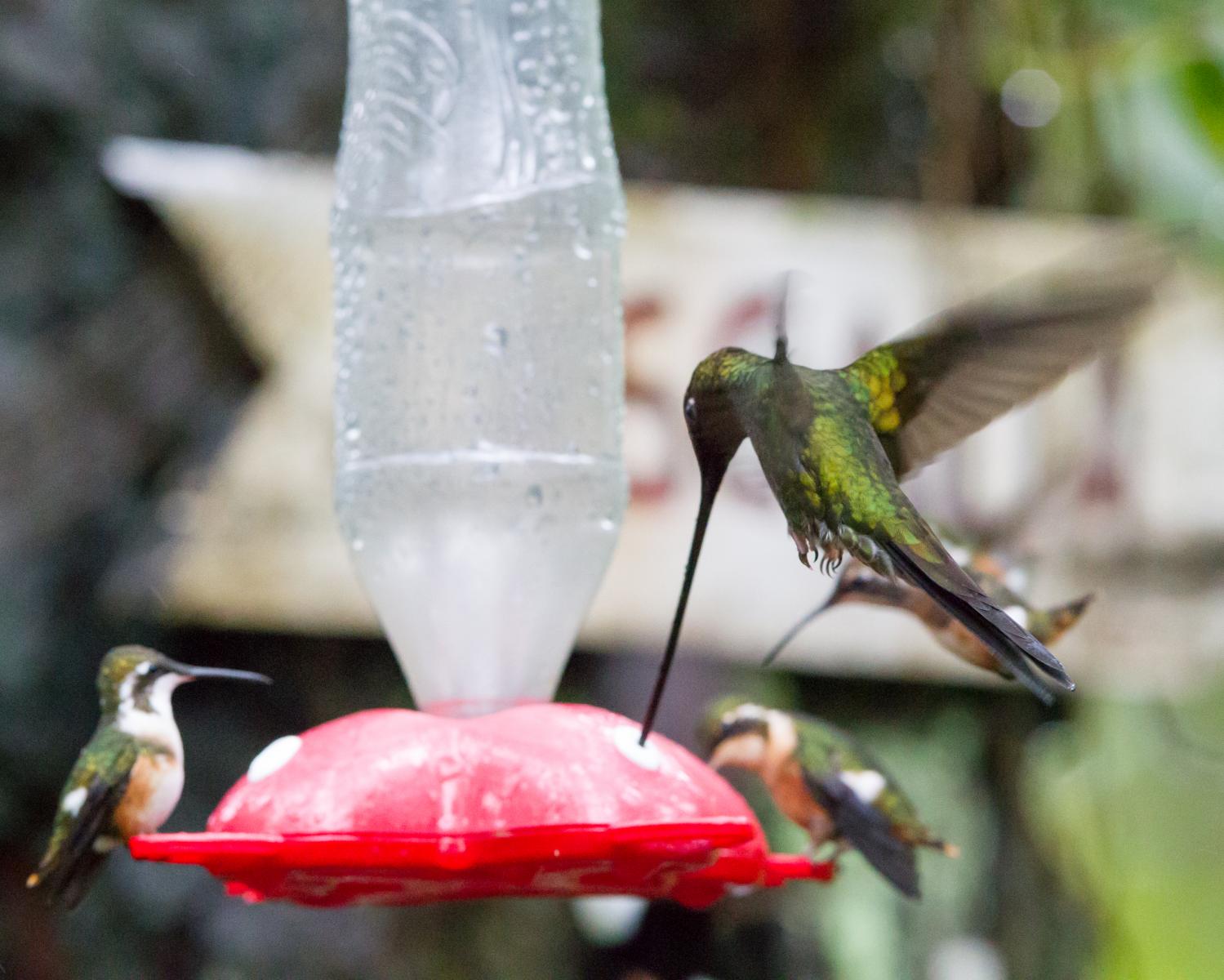 Sword-billed Hummingbird feeding