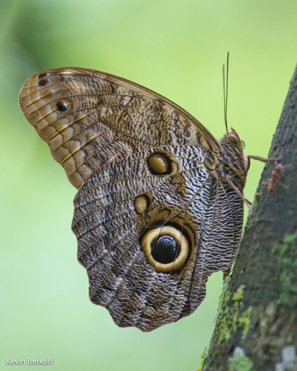 Owl Eyed Butterfly