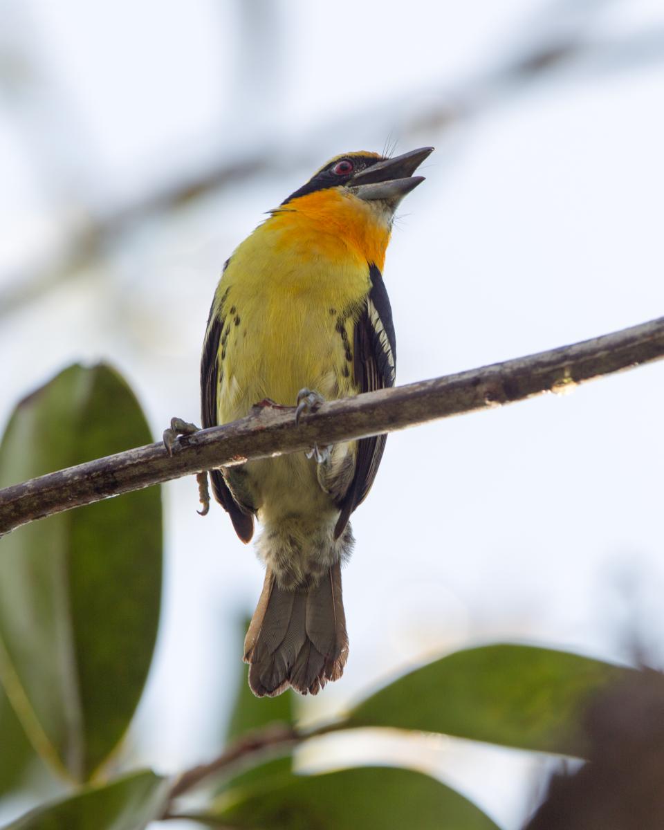 Gilded Barbet (male)