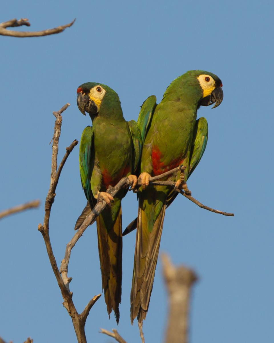 Blue-winged Macaws