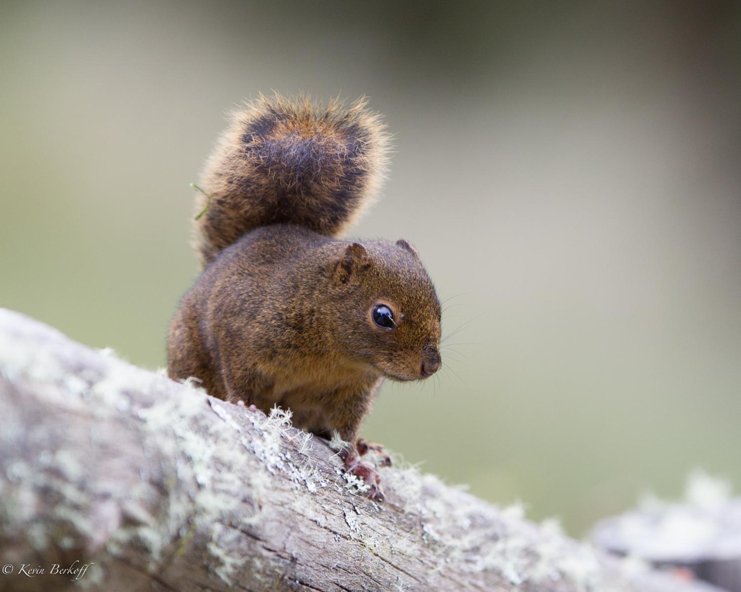 Pygmy Mountain Squirrel