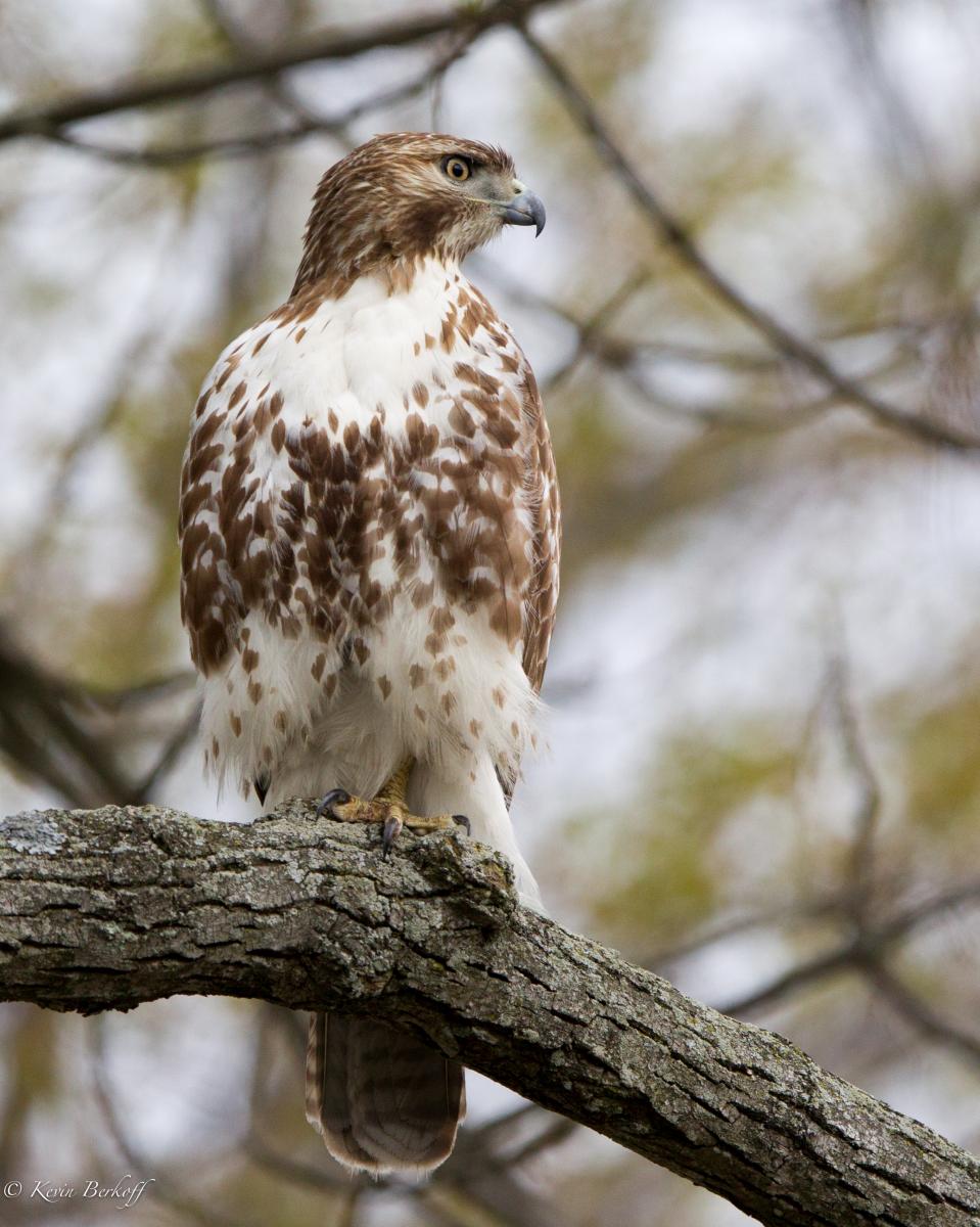 Red Tailed Hawk Posing