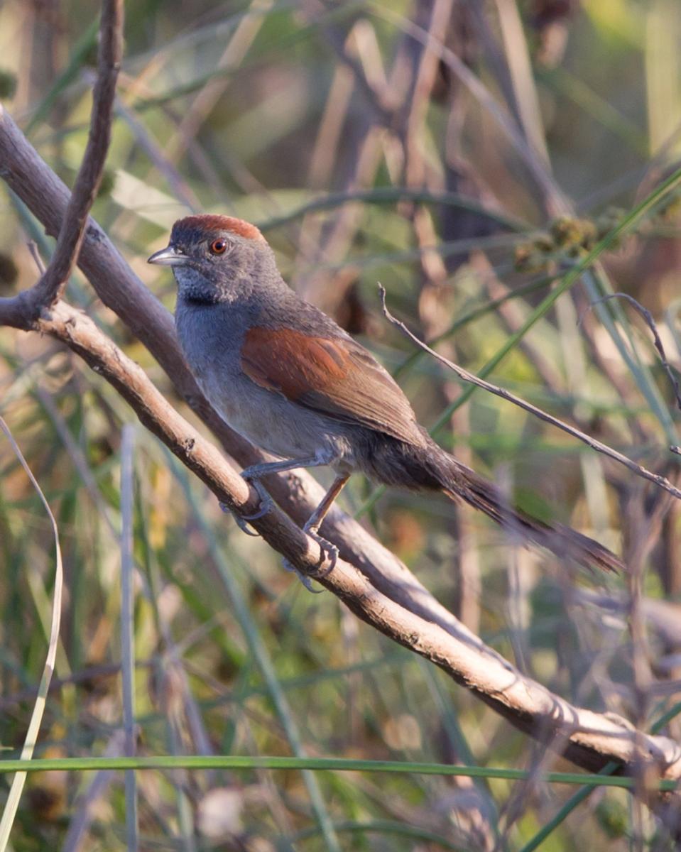 Cinereous-breasted Spinetail