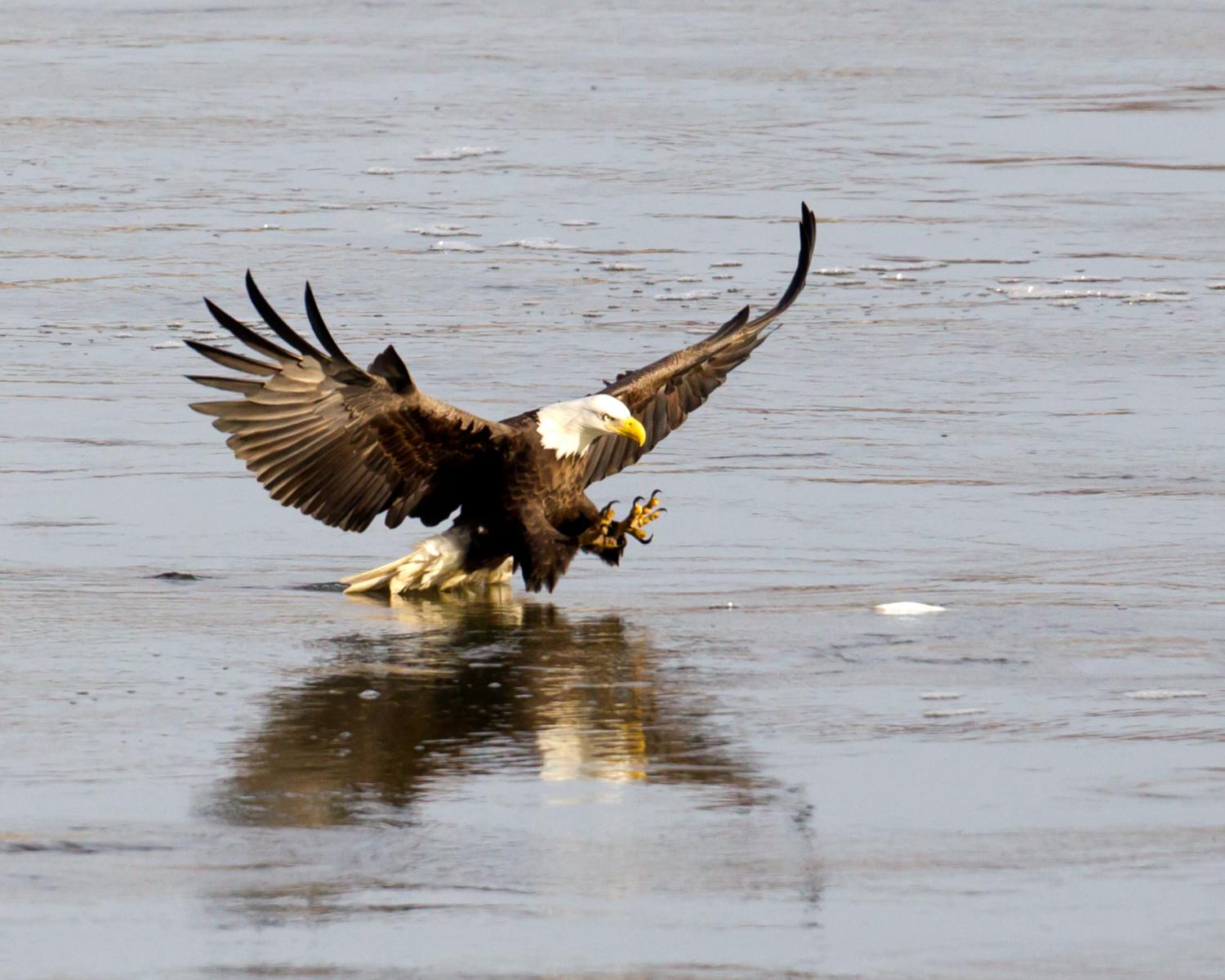 Bald Eagle Catching Fish 1