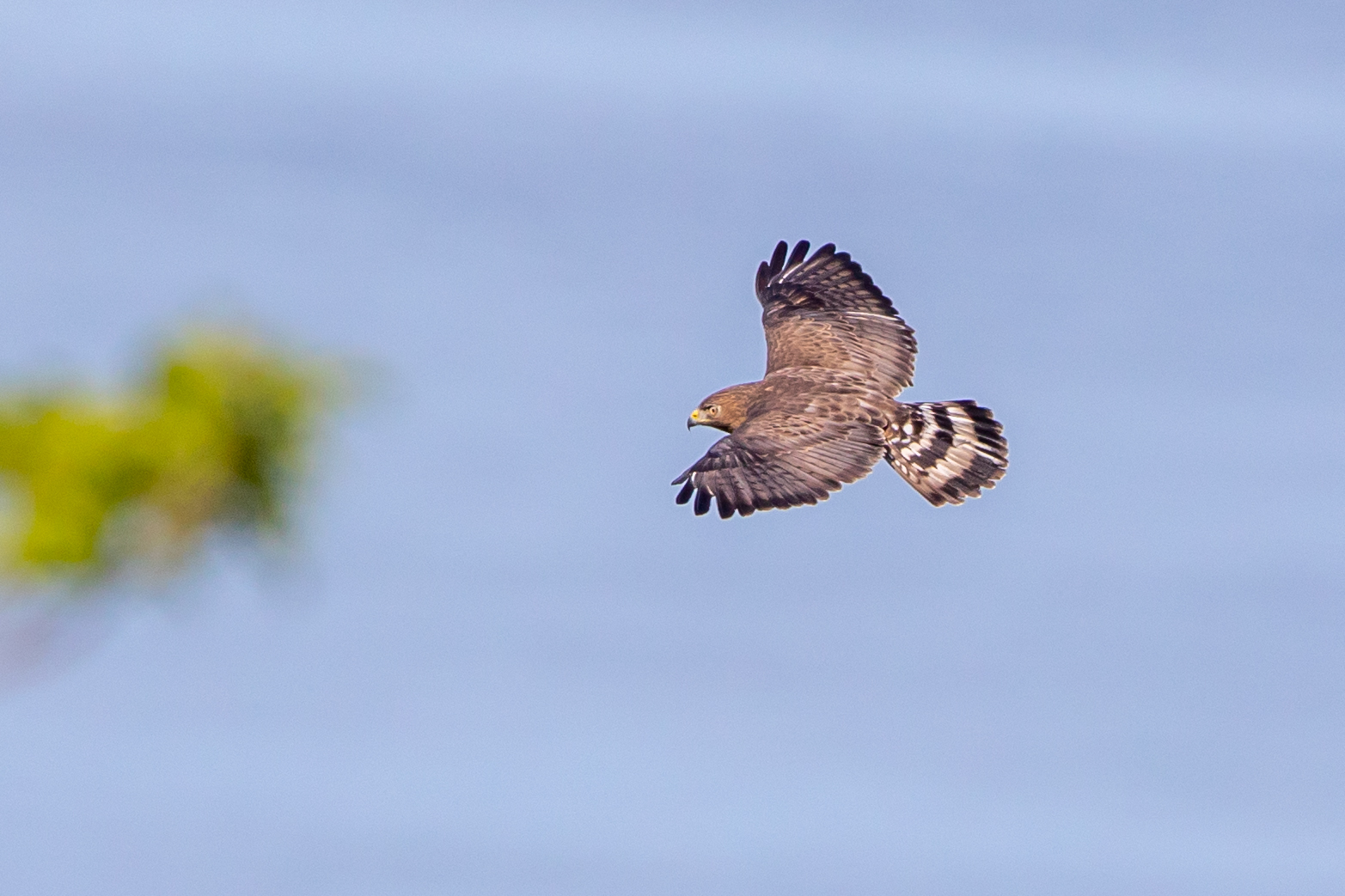 Broad-winged Hawk (Caribbean)