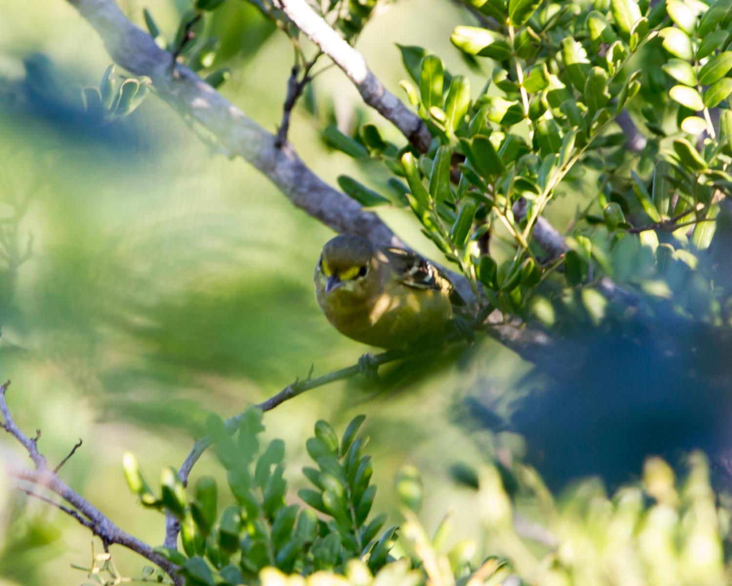 Thick Billed Vireo