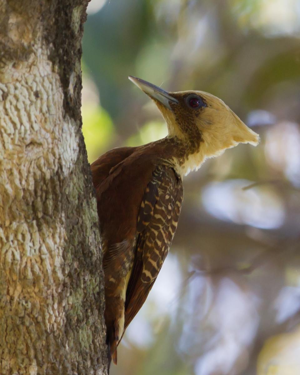 Pale-crested Woodpecker (female)