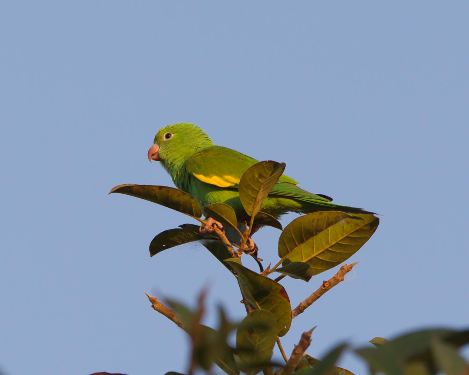 Yellow-cheveroned Parakeet