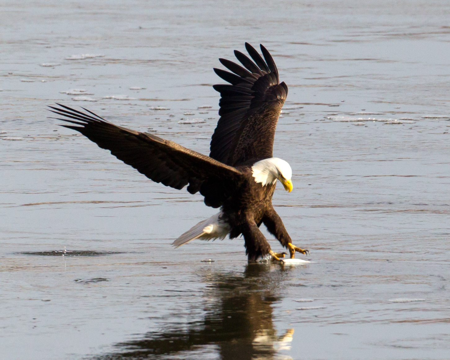 Bald Eagle Catching Fish 2