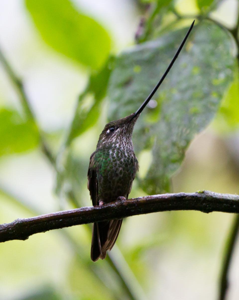 Sword-billed Hummingbird (female)