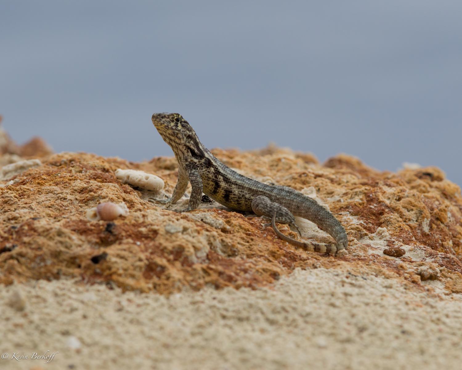 Curly Tailed Lizard