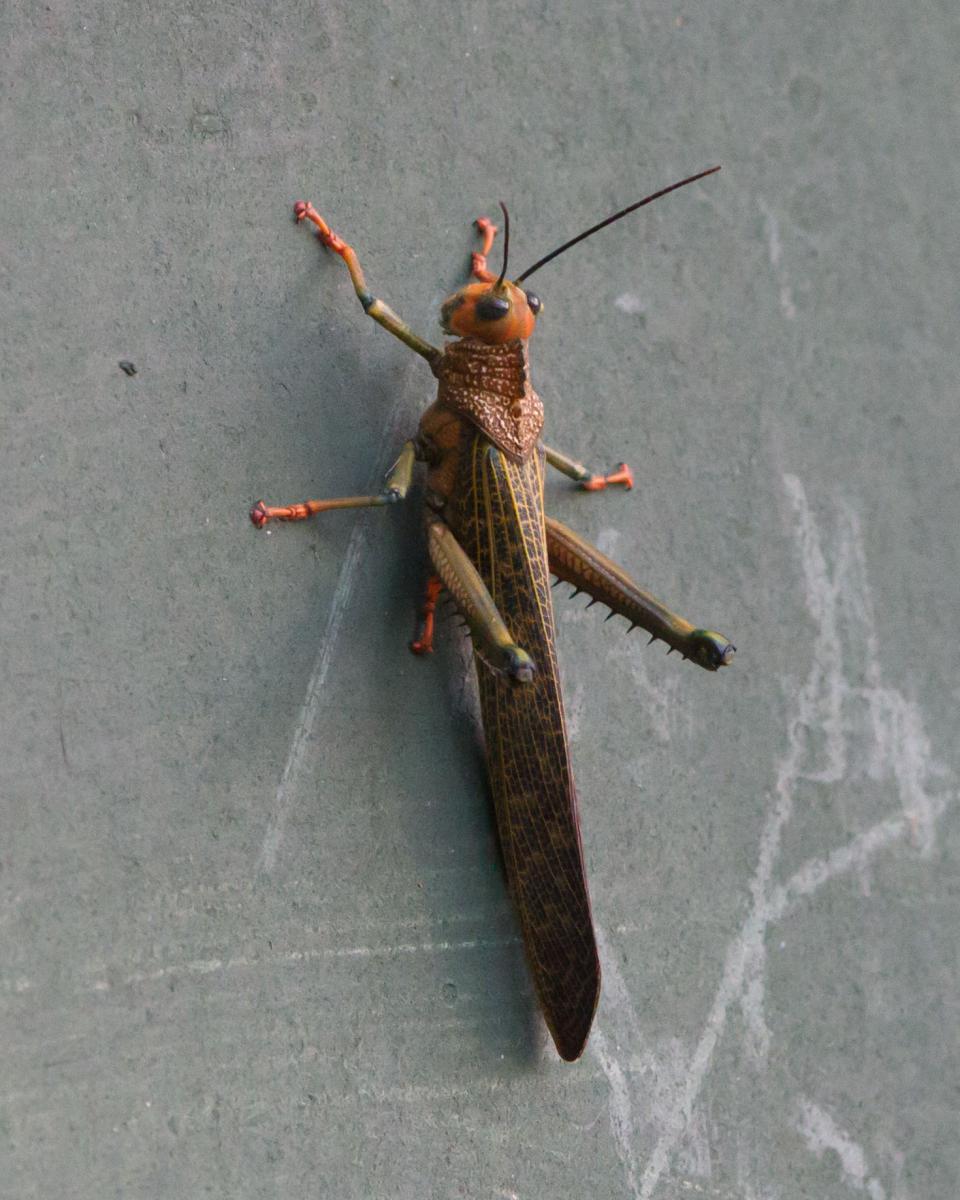 Giant Locust