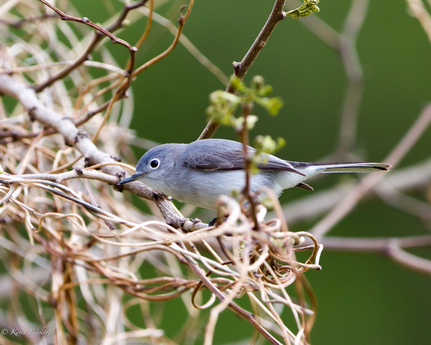 Blue-gray Flycatcher