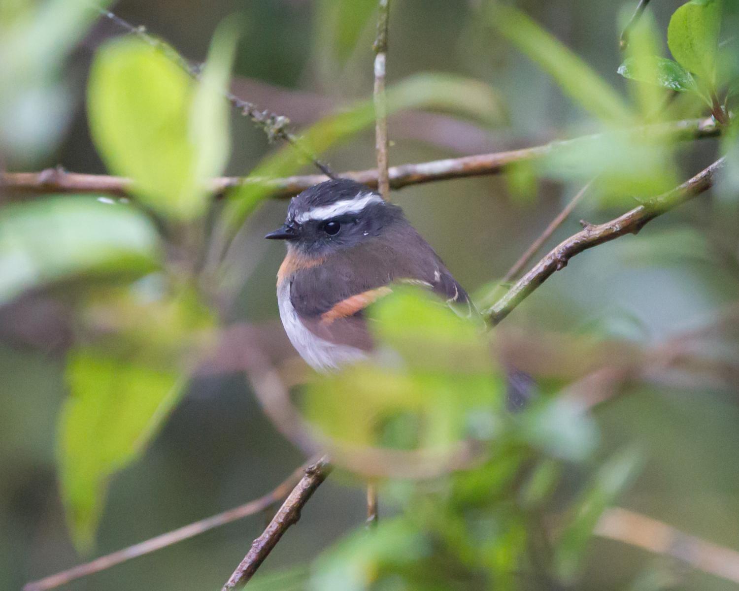 Rufous-breasted Chat-tyrant