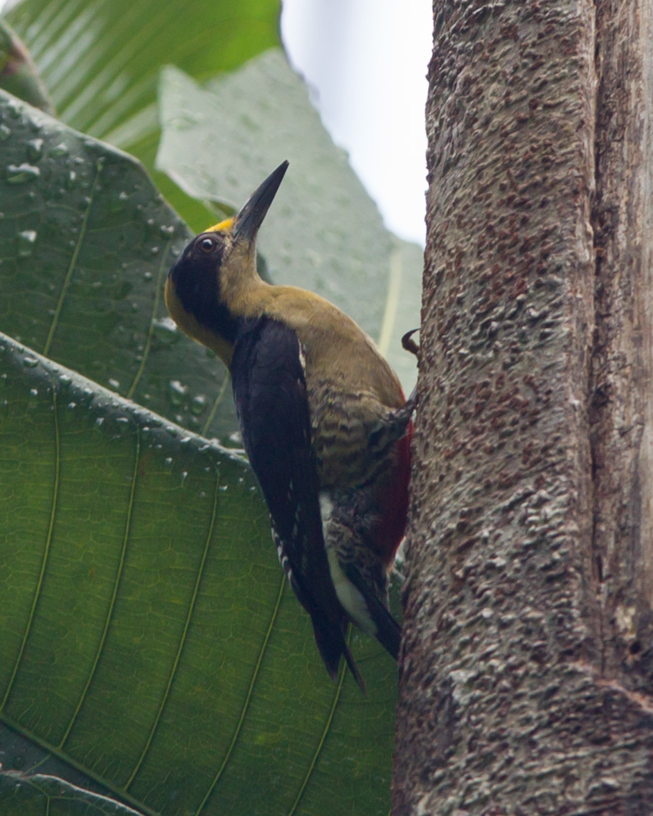Golden-naped Woodpecker