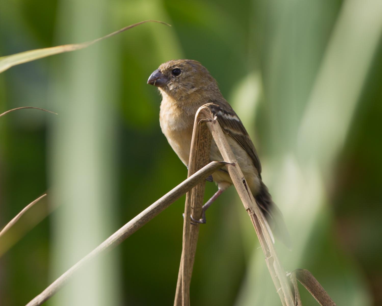 White-collared Seedeater female
