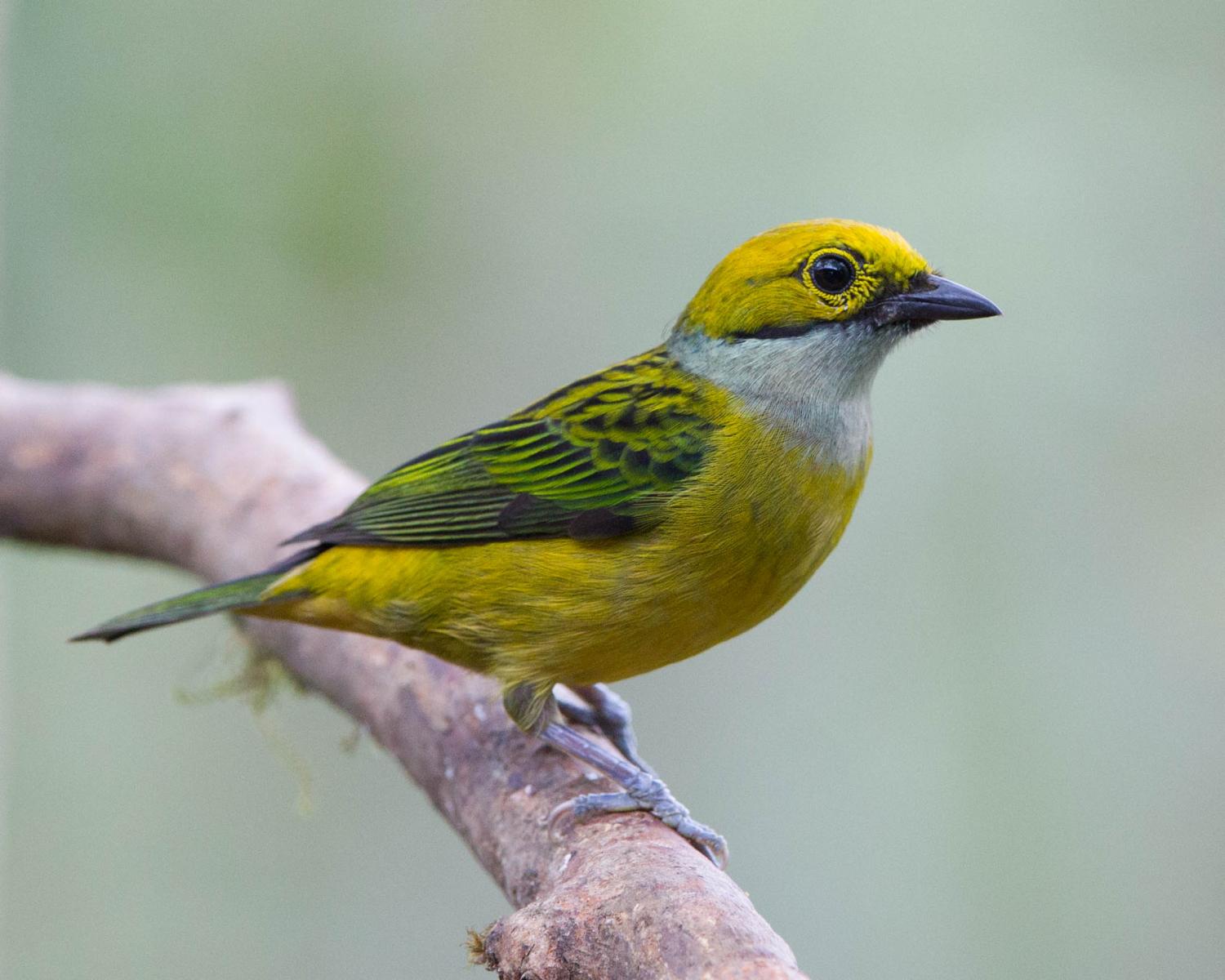 Silvery-throated Tanager