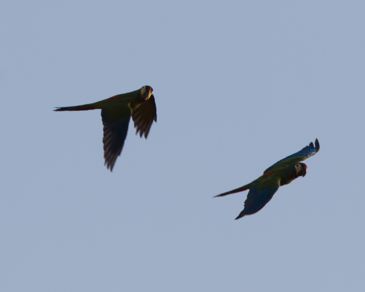 Blue-winged Macaws