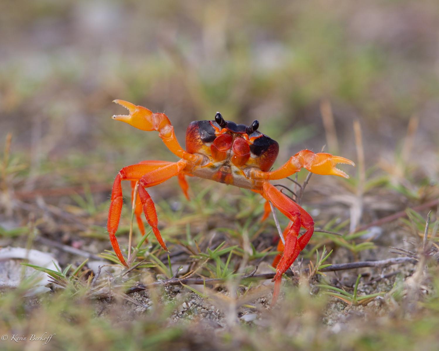 Red Crab