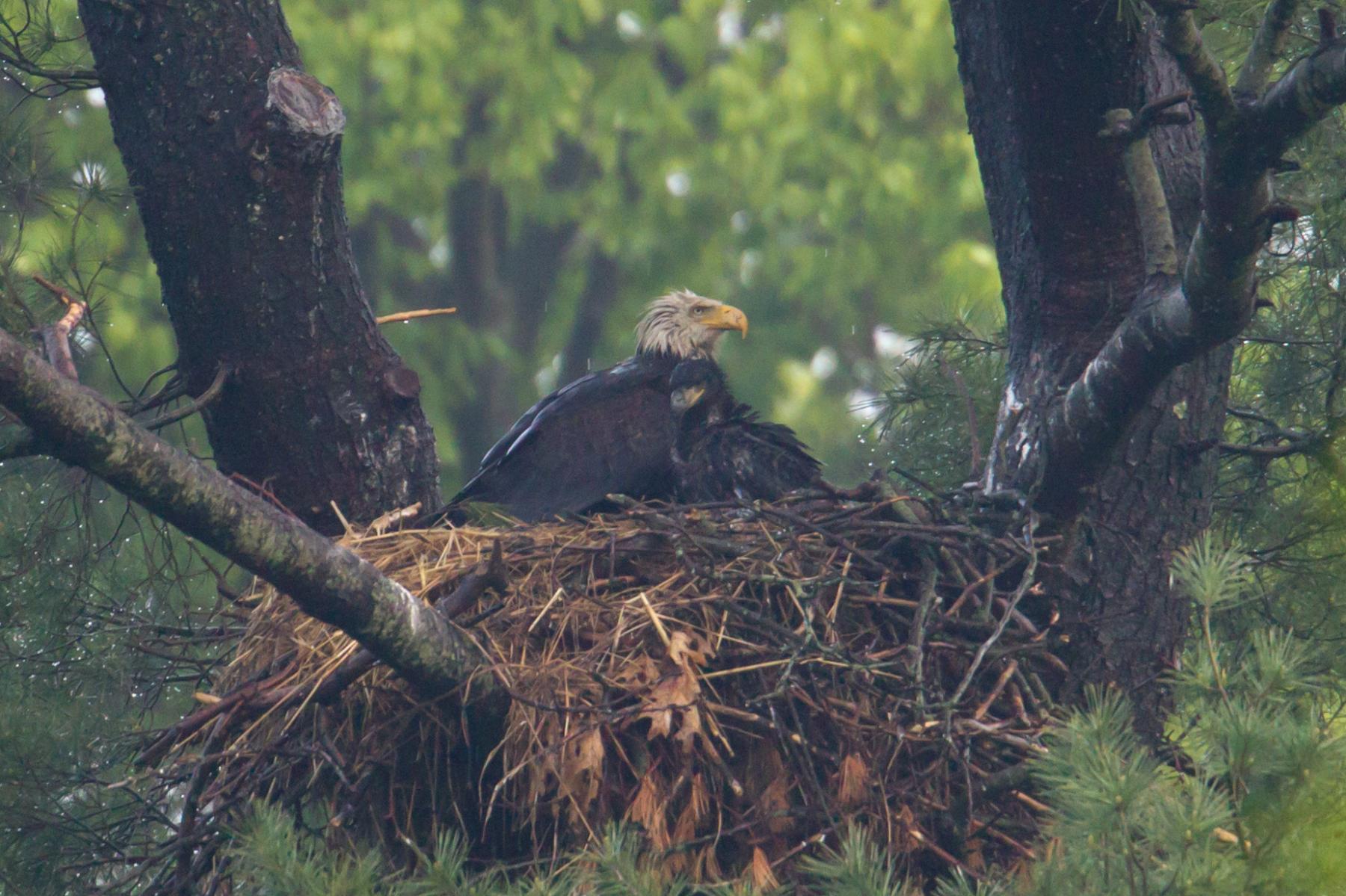 Erdenheim Farm Eagle Nest