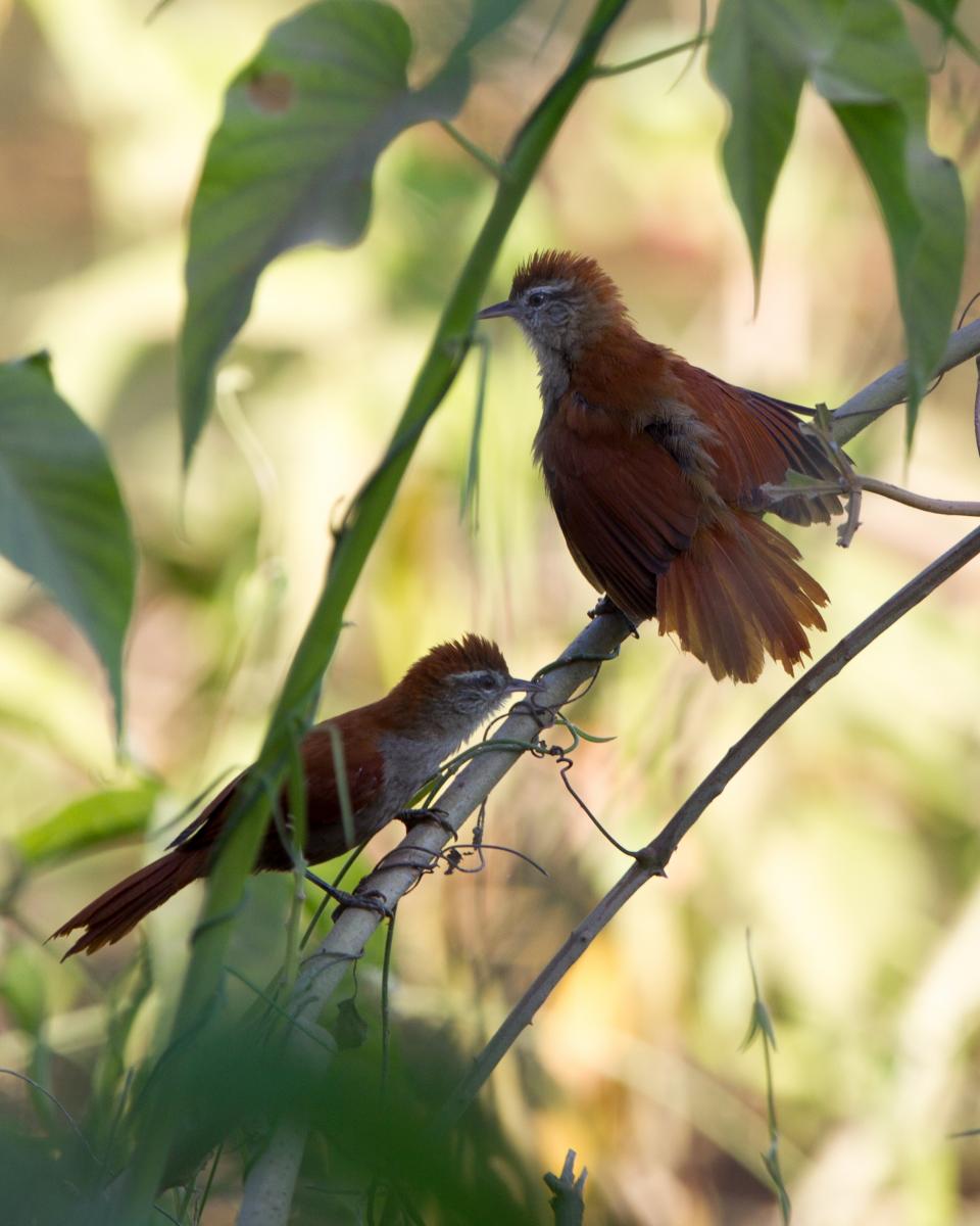 Rusty-backed Spinetails