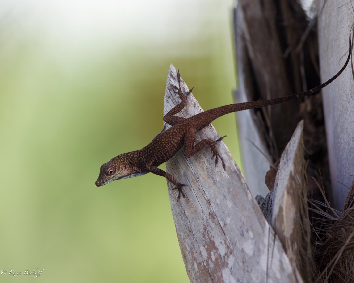 Brown Anole