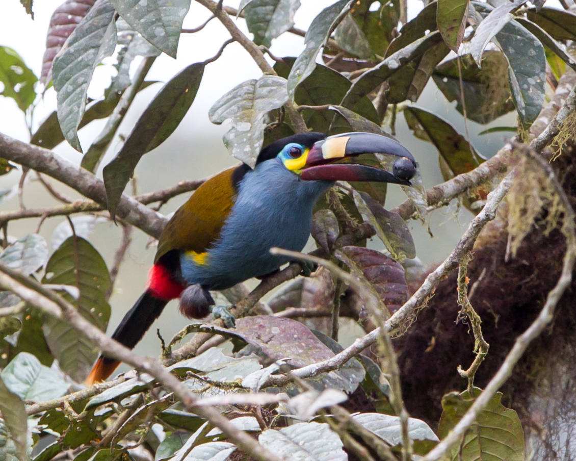 Plate-billed Mountain-toucan