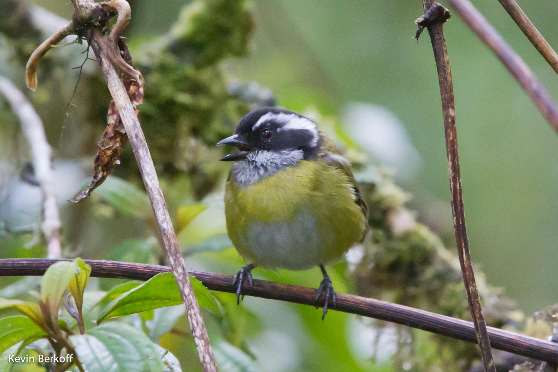 Sooty-capped Bush-tanager