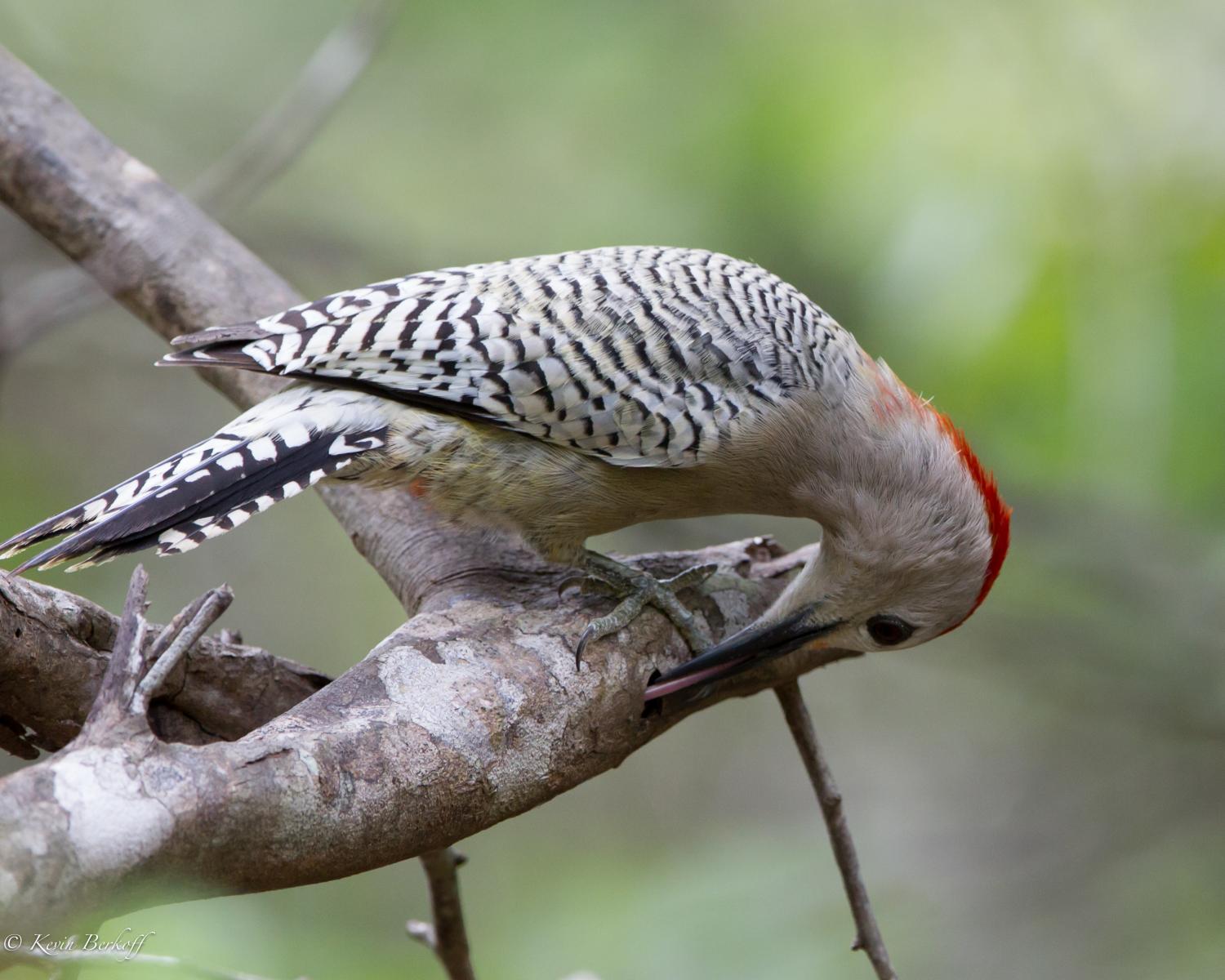 West Indian Woodpecker