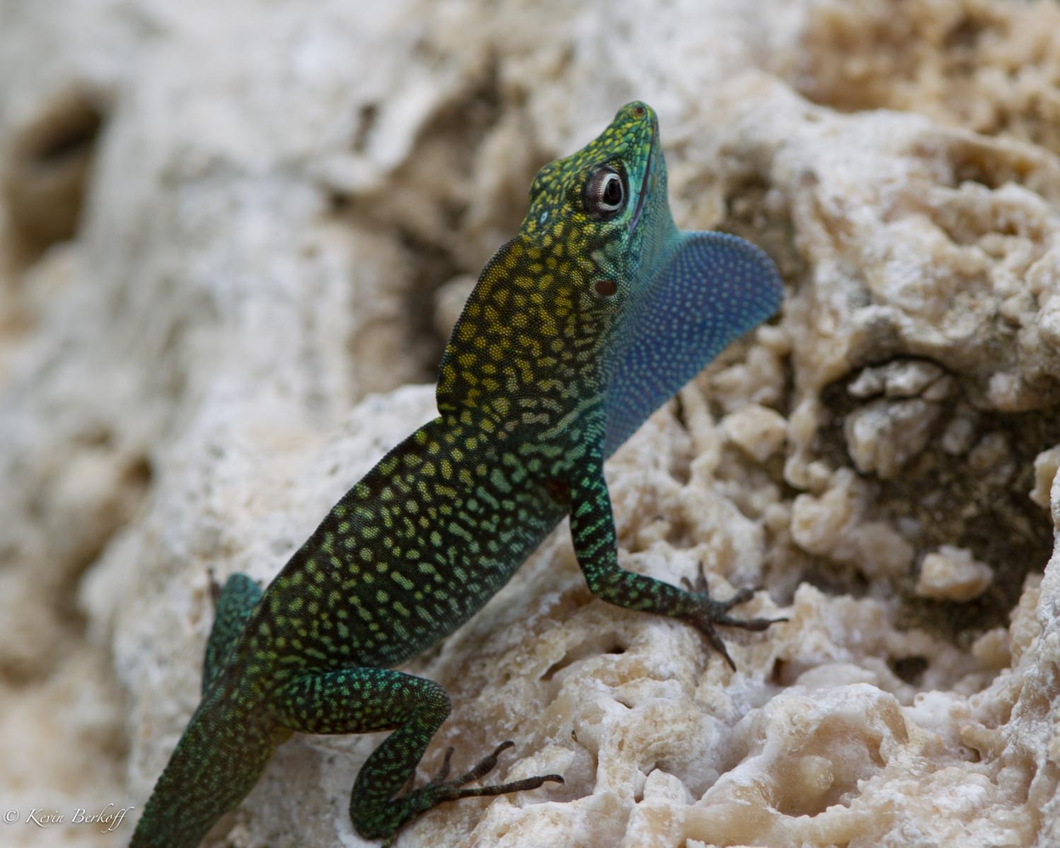 Blue Anole