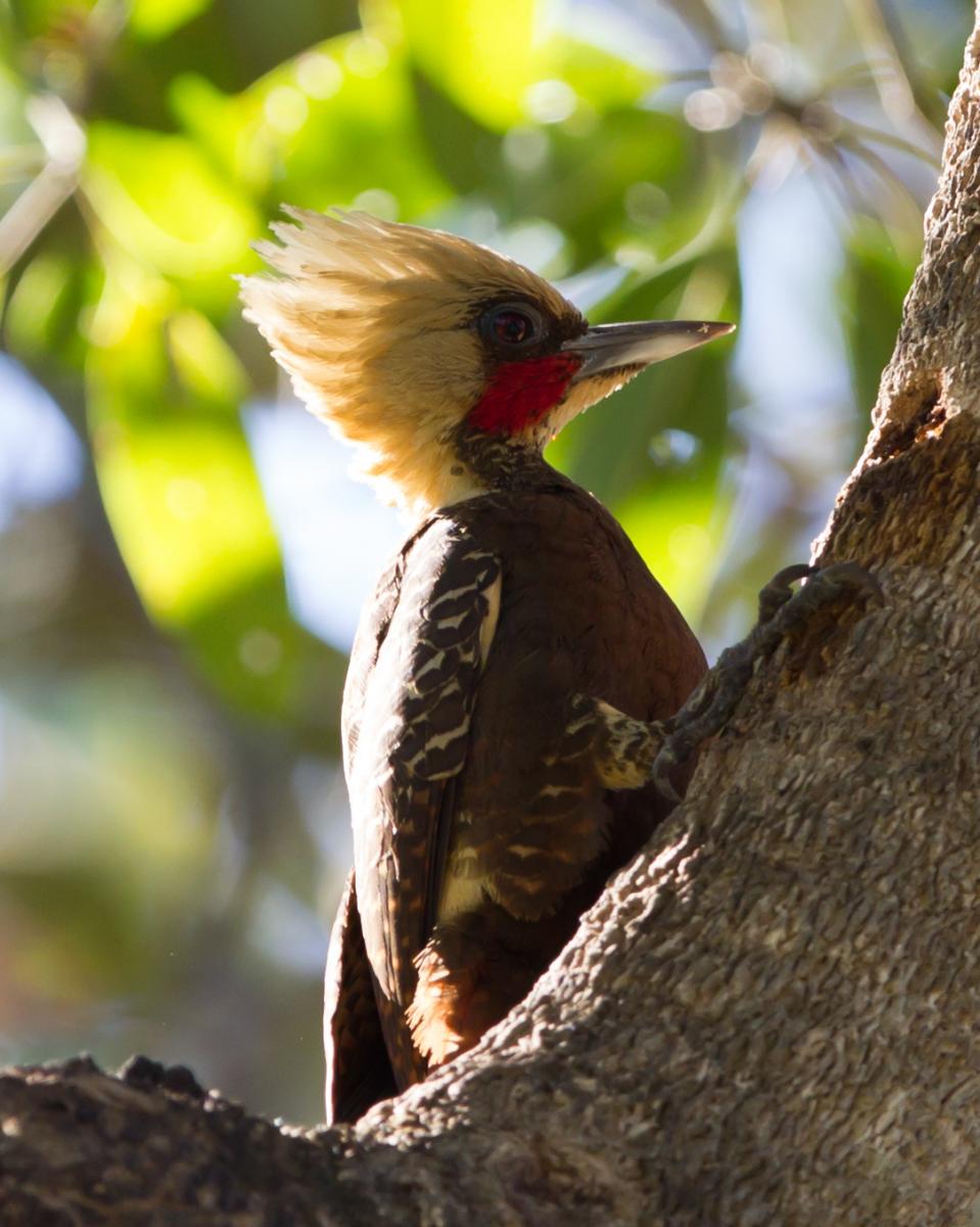 Pale-crested Woodpecker (male)