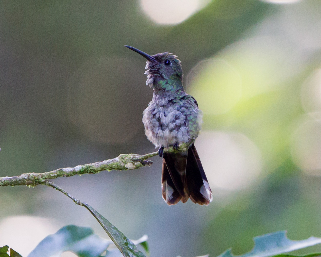 Scaly-Breasted Hummingbird