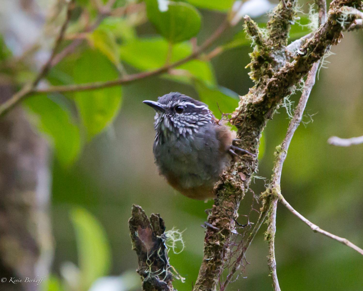 Gray-breasted Wood-wren