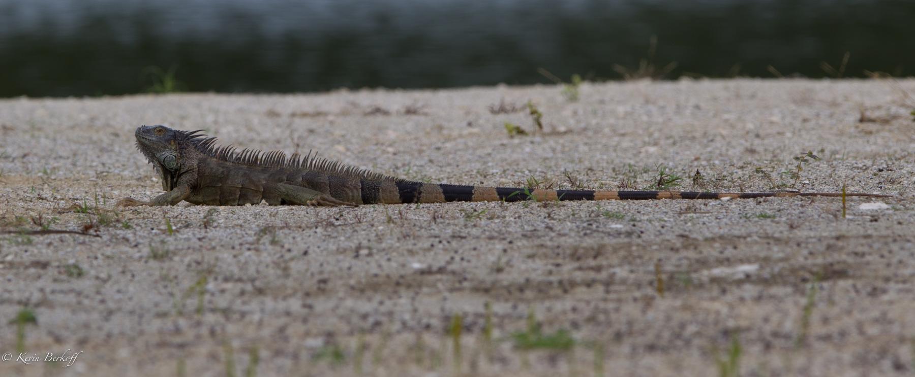 Green Iguana