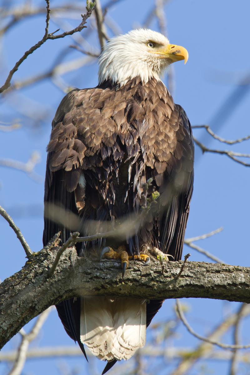 Bald eagle Posing