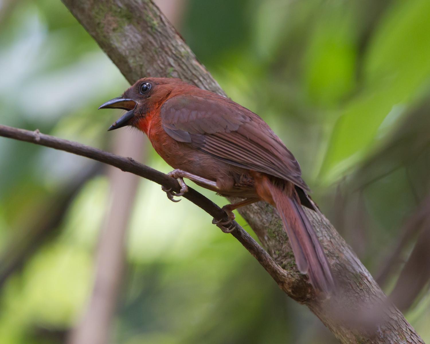 Red-throated Ant-tanager