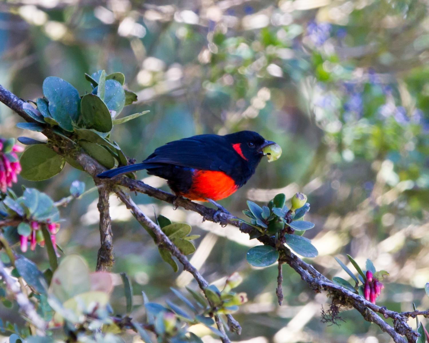 Scarlet-bellied Mountain-tanager (male)