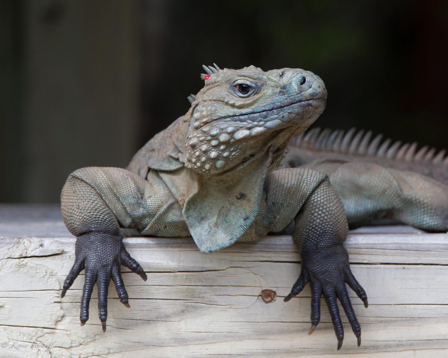 Blue Iguana