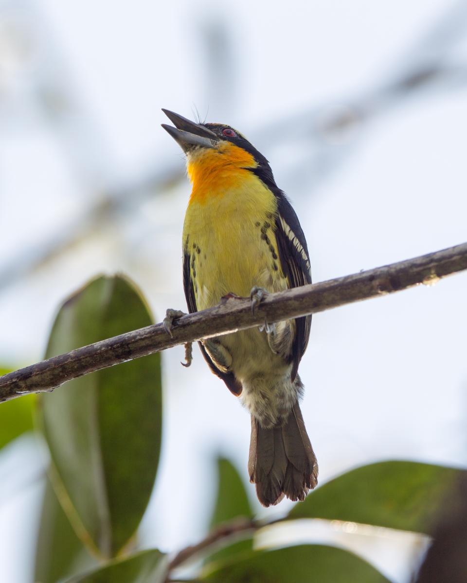 Gilded Barbet (male)