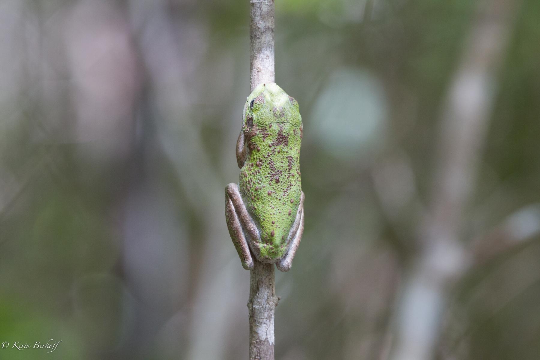 Cuban Tree Frog