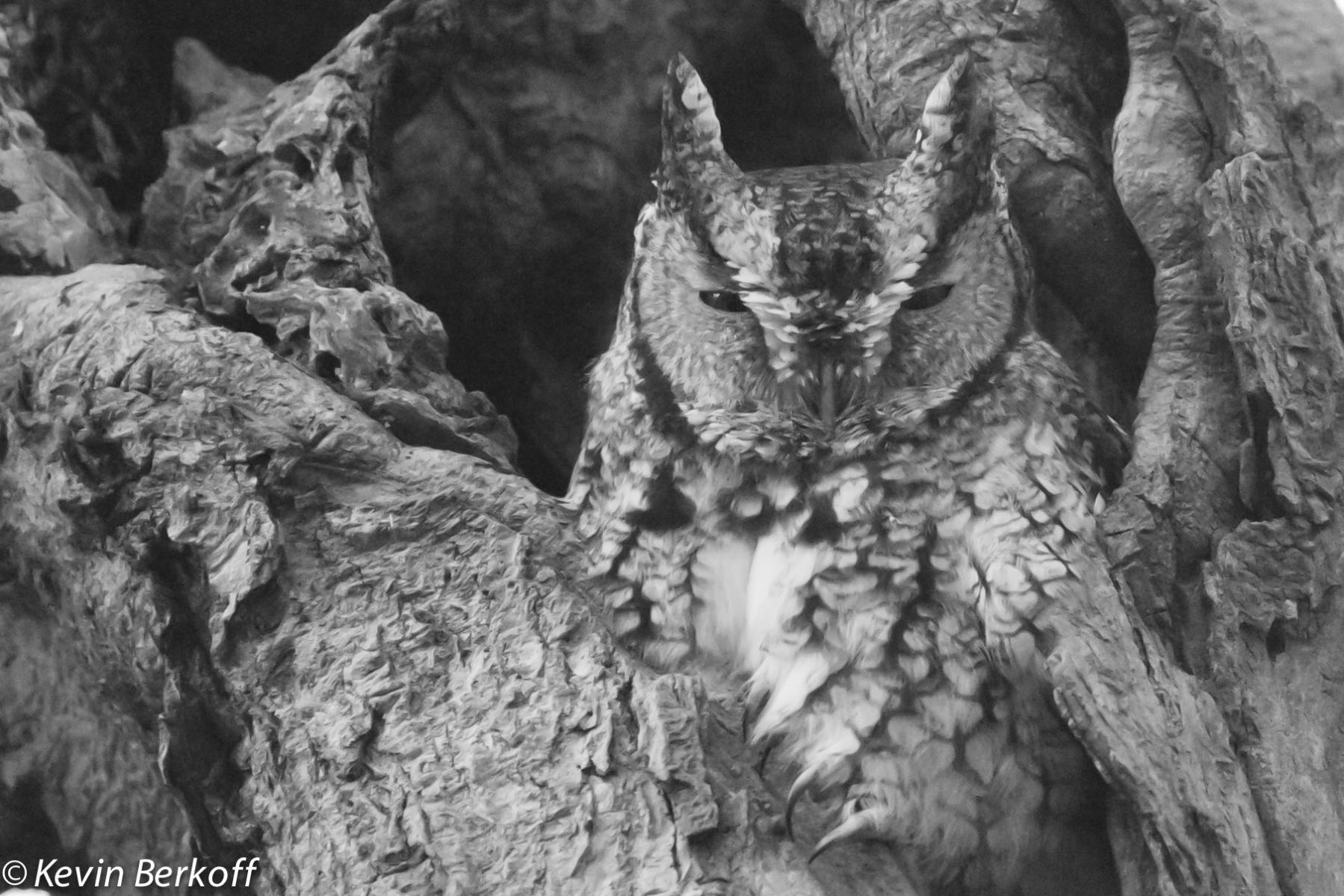 E. Screech Owl 4