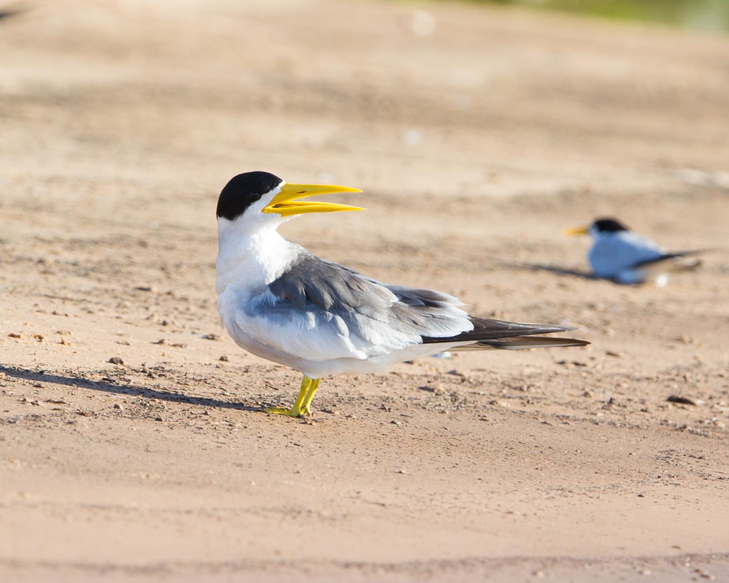 Large-billed and Yellow-billed Terns