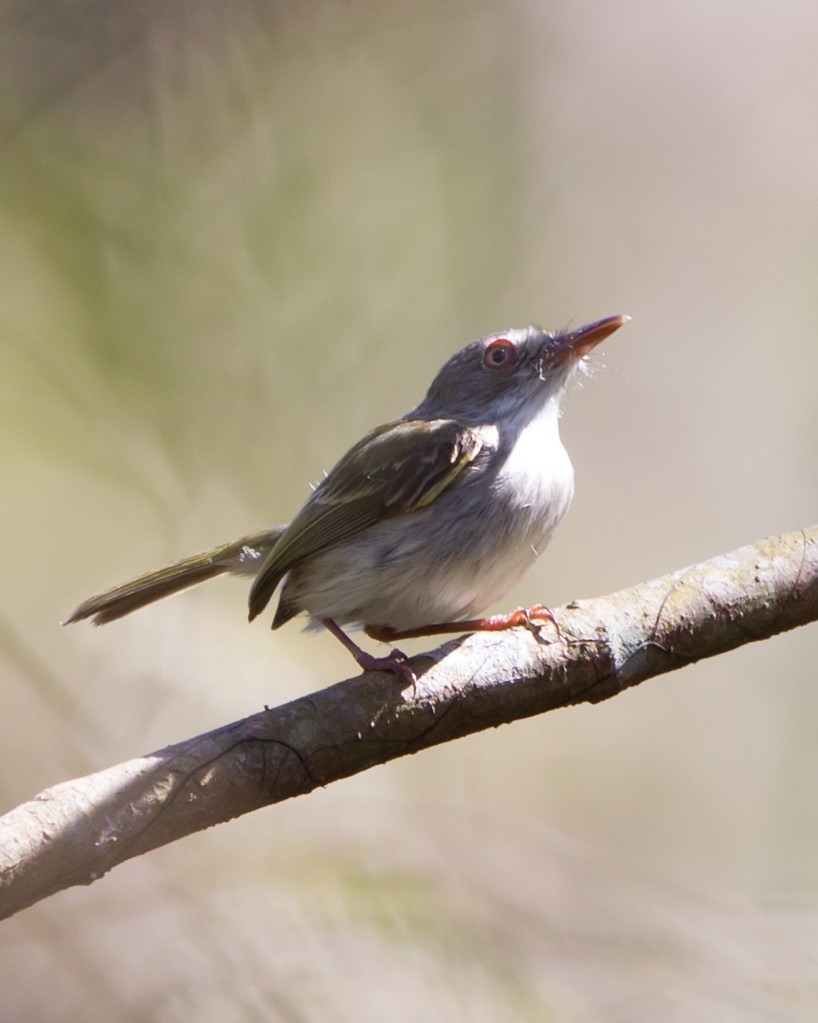 Pearly-vented Tody-tyrant