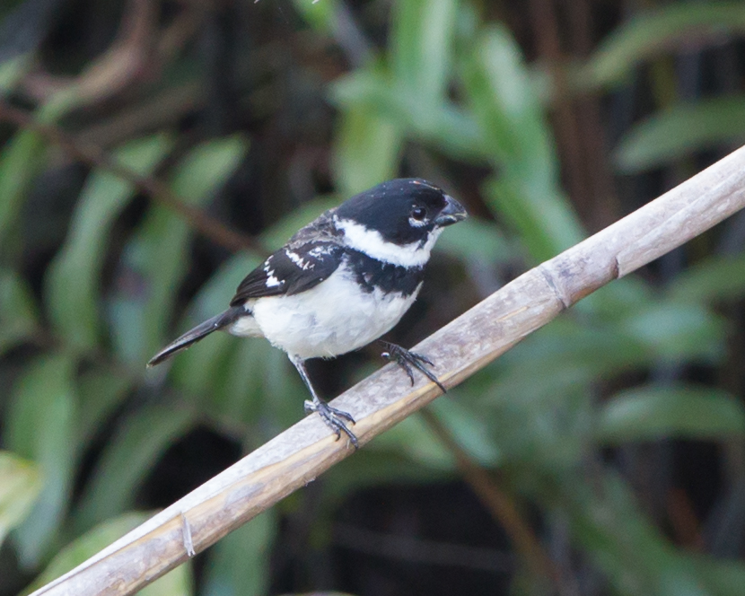 White-collared Seedeater male